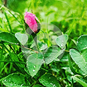 PinkÂ â€“ There are a lot of variations of theÂ pink rose.